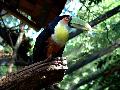gal/holiday/Brazil 2005 - Foz do Iguacu Birds Sanctuary/_thb_Bird_Sanctuary_Iguacu_DSC07178.jpg